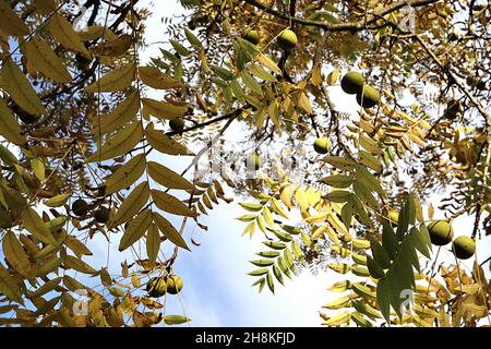 Juglans nigra black walnut tree – large round green fruit and yellow pinnate leaves,  November, England, UK Stock Photo