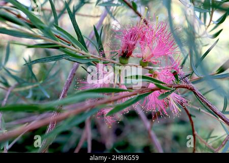 Melaleuca fulgens var fulgens scarlet honey myrtle – bundles of spiky deep pink flowers, grey green slender leaves,  November, England, UK Stock Photo