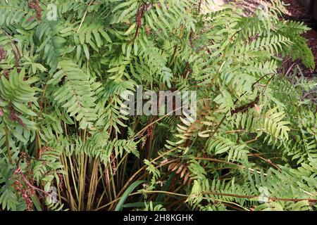 Osmunda regalis royal fern – giant fern with simple mid green bipinnate fronds and buff stems,  November, England, UK Stock Photo
