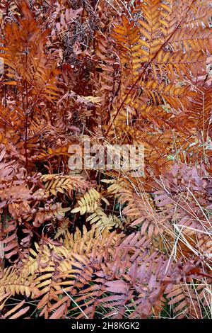 Osmunda regalis royal fern – giant fern with simple mid copper brown bipinnate fronds and red stems,  November, England, UK Stock Photo