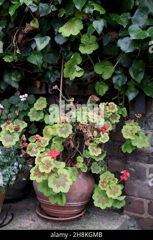 Pelargonium x hortorum ‘Brocade Fire Night’ zonal pelargonium / bedding geranium – coral pink flowers and and bright green leaves with maroon splash, Stock Photo