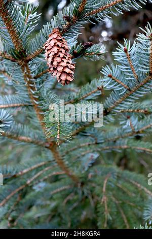 Picea glehnii Sakhalin spruce – oblong ovoid light brown cones with widely spaced scales, blue grey needle-like leaves,  November, England, UK Stock Photo