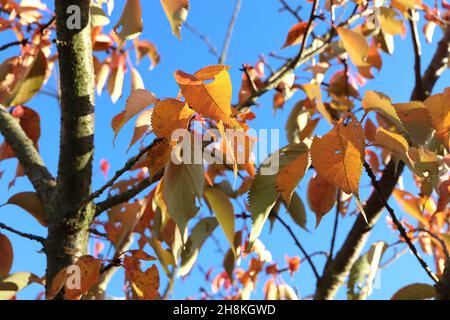 Prunus ‘Matsumae Benigasa’ cherry Matsumae Benigasa – ovate orange leaves with serrated margins,  November, England, UK Stock Photo