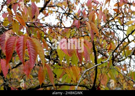 Prunus subhirtella winter-flowering cherry – mid green and cherry ovate leaves with pointed ends,  November, England, UK Stock Photo