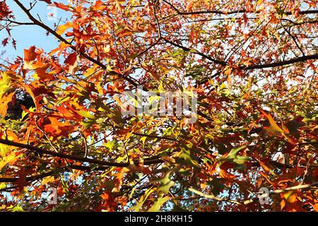 Quercus palustris pin oak – light green and orange pointed lobed leaves with deep cut u-shaped sinuses,  November, England, UK Stock Photo