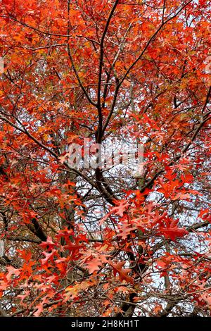Quercus palustris pin oak – red lobed leaves with deep cut u-shaped sinuses,  November, England, UK Stock Photo