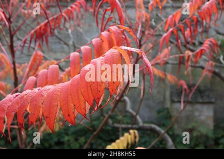 Rhus typhina stag’s horn sumach – pinnately compound red leaves,  November, England, UK Stock Photo