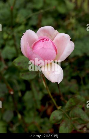 Rosa ‘City of London’ (Floribunda rose) rose City of London – late flowering very pale pink flowers with medium pink petal backs,  November, England, Stock Photo