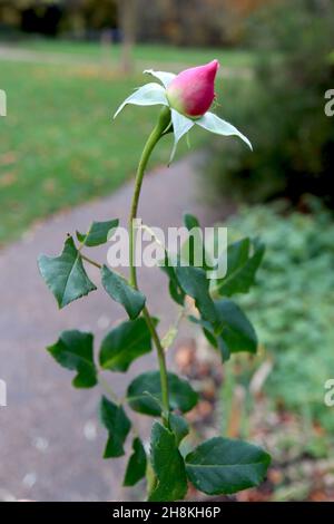 Rosa ‘City of London’ (Floribunda rose) rose City of London – late flowering deep pink flower buds,  November, England, UK Stock Photo