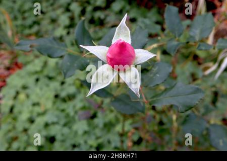 Rosa ‘City of London’ (Floribunda rose) rose City of London – late flowering deep pink flower buds,  November, England, UK Stock Photo