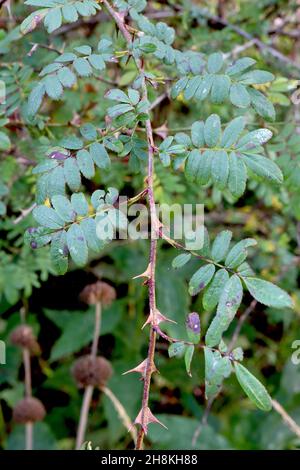 Rosa sericea subsp omeiensis f pteracantha winged thorn rose – wide flat triangular buff thorns and tiny pinnate mid green leaves, dark brown stems, Stock Photo