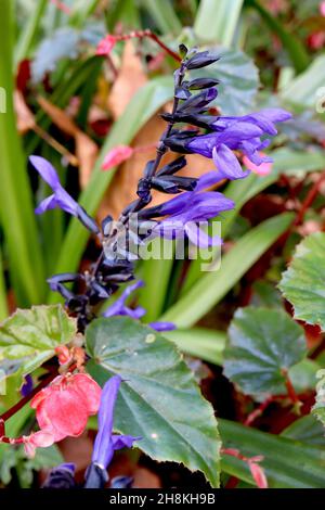 Salvia guaranitica ‘Black and Blue’ anise-scented sage - tubular two-lipped purple blue flowers with black calyces on medium stems,  November, England Stock Photo