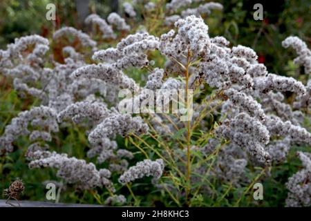 Solidago rigida stiff goldenrod – conical clusters of fluffy seed heads or achenes and small lance-shaped leaves, tall stems,  November, England, UK Stock Photo