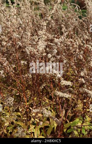 Solidago rugosa ‘Fireworks’ goldenrod Fireworks – arching rich brown stems of fluffy seed heads, November, England, UK Stock Photo