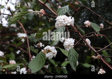 viburnum-farreri-nanum-fragrant-viburnum-nanum-clusters-of-scented