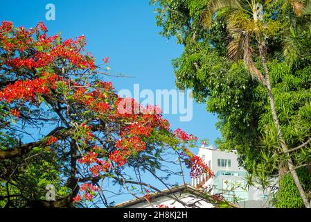 View from below of branches with colorful flowers of a tree against blue sky. Salvador, Bahia, Brazil. Stock Photo