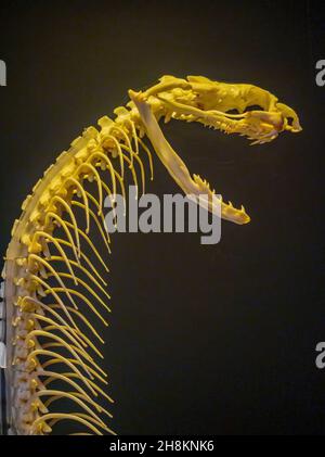 Close up shot of a snake bone structure at Oklahoma Stock Photo