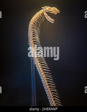 Close up shot of a snake bone structure at Oklahoma Stock Photo