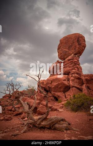 Beautiful View of Red Rocks and storm clouds in the sky in the foreground a dead tree, Arches National Park, Utah, USA Stock Photo