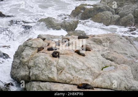 Seal Colony resting on a rocky cliff in Peninsula Walkway Seal Spotting in Kaikoura, New Zealand Stock Photo