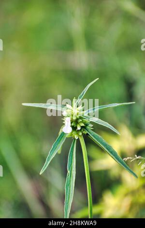 Leucas aspera is a plant species within the genus Leucas and the family Lamiaceae. Stock Photo