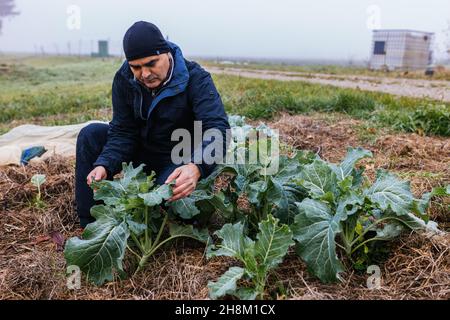 Bad Krozingen, Germany. 11th Nov, 2021. Luciano Ibarra stands in a field  while a fleece can be seen in the background, under which cauliflower  plants of the Wainfleet variety are growing. The