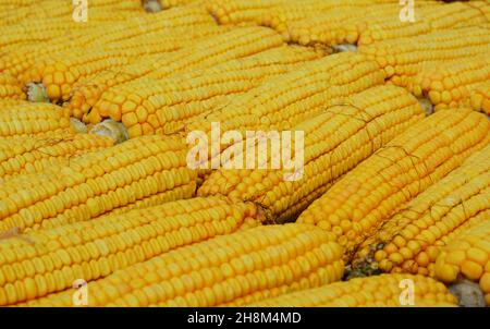 Yellow ripe corn cobs background. Dry corn on big cobs as a concept of good corn harvest, corn crop. Stock Photo
