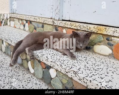 Gray cat is laying on a doorstep looking at the camera Stock Photo