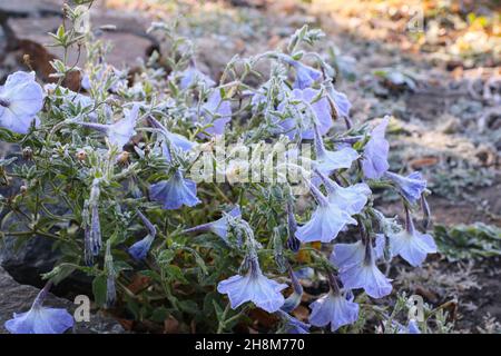 Frozen petunia covered with ice crystals Stock Photo
