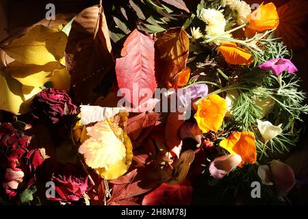 Dry multicolored leaves and flowers lit by a sunbeam. Flowers and leaves are in the cardboard box Stock Photo