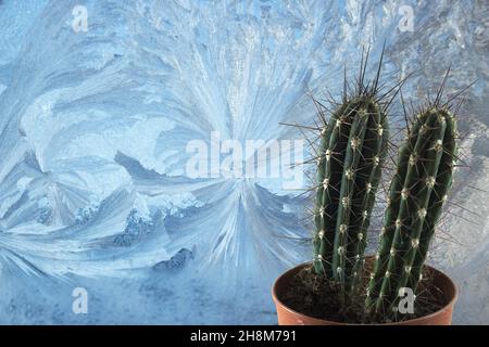 Cactus on the background of a frozen window Stock Photo