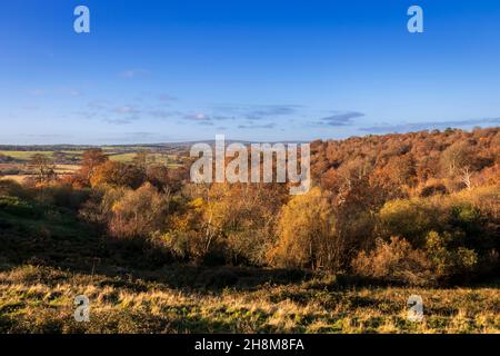 Morning autumn view of Whitehill woods by the roadside near Frant east Sussex, south east England Stock Photo