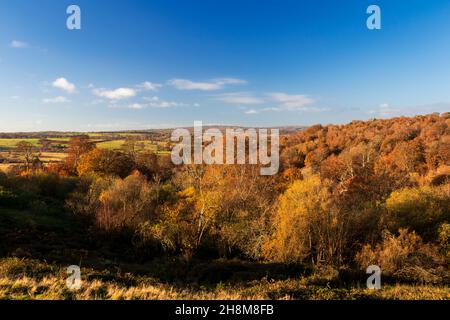 Morning autumn view of Whitehill woods by the roadside near Frant east Sussex, south east England Stock Photo