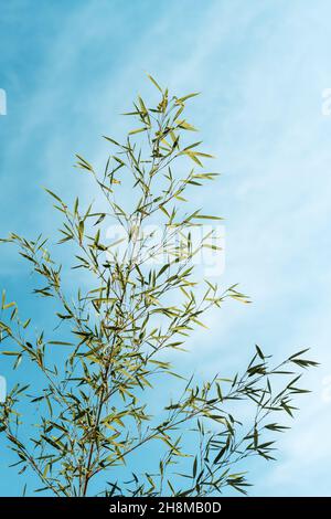 Bamboo tree leaves against blue sky, selective focus Stock Photo