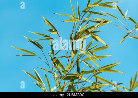 Bamboo tree leaves against blue sky, selective focus Stock Photo