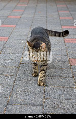 Cat Felix walking across the court towards the camera Stock Photo