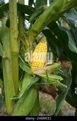 A close-up of ripe, full corn, maize ear on a corn plant's stalk in the field ready to harvest. Good corn harvest. Stock Photo