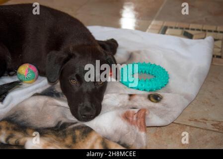 Beautiful young dog Kaya resting between her toys after a playful afternoon Stock Photo