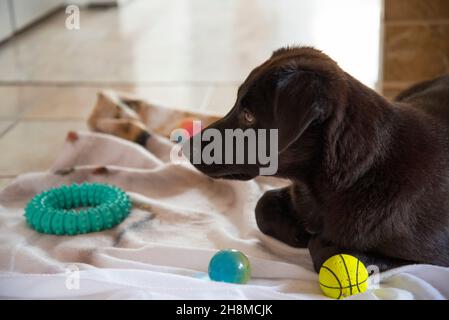Beautiful young dog Kaya resting between her toys after a playful afternoon Stock Photo