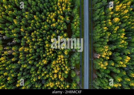 Aerial view from drone of concrete road leading through autumn dense forests and groves in yellow green colors. Trees in golden time and empty highway in fall season. Roadway among colorful treetops Stock Photo