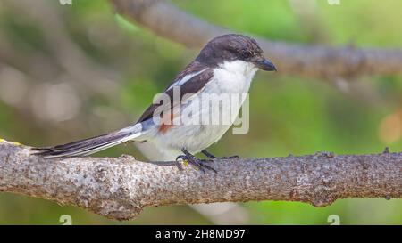 The southern fiscal, common fiscal or fiscal shrike (Lanius collaris) is a member of the shrike family found through most of Sub-Saharan Africa. Stock Photo