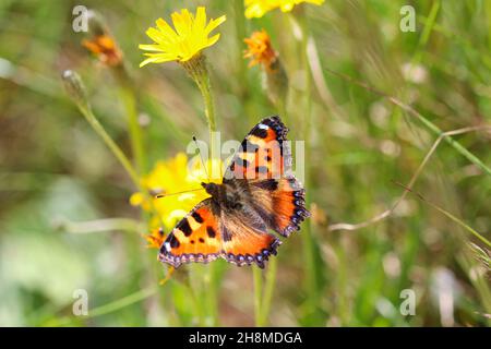 Heliconius melpomene butterfly on a green leaf in the wild Stock Photo