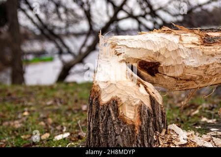 Closeup of tree trunk fallen after beaver's job on the lake shore. Trees growing in the vicinity of beavers and water. Warm autumn colours. Mist, seas Stock Photo