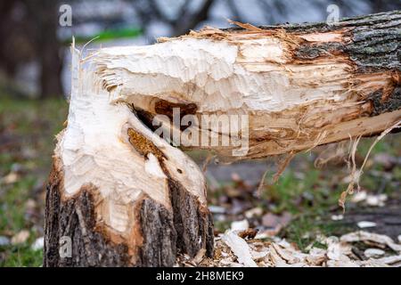 Closeup of tree trunk fallen after beaver's job on the lake shore. Trees growing in the vicinity of beavers and water. Warm autumn colours. Mist, seas Stock Photo