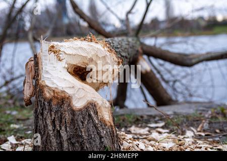 Closeup of tree trunk fallen after beaver's job on the lake shore. Trees growing in the vicinity of beavers and water. Warm autumn colours. Mist, seas Stock Photo