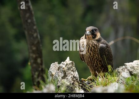 An immature peregrine falcon (Falco peregrinus) sitting on a rock, Austria, cloudy day in summer Stock Photo