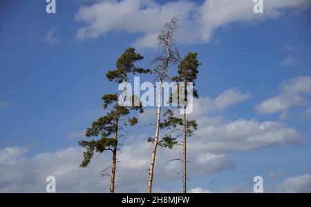 Three tall Scots pines against a blue cloudy sky. One of the trees broke from the persistent heat and the bark beetle Stock Photo