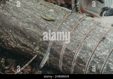 Tree trunk. Marked tree for cutting. Chainsaw Stock Photo