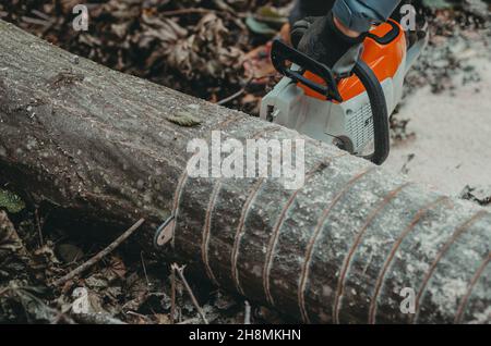 Tree trunk. Marked tree for cutting. Chainsaw Stock Photo