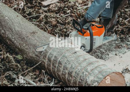 Tree trunk. Marked tree for cutting. Chainsaw Stock Photo